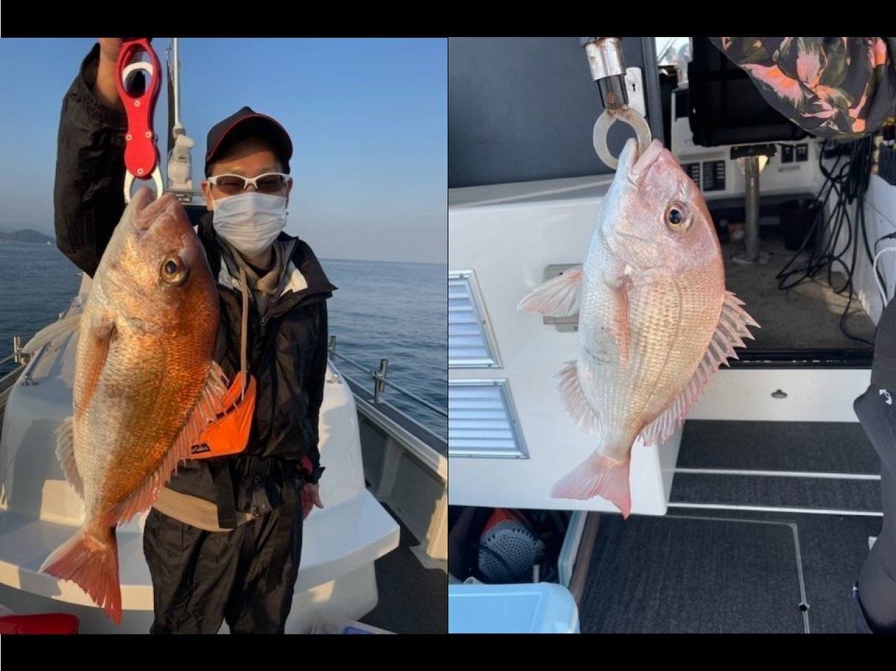 【釣果速報】広島県芳丸で最大53cmのマダイをキャッチ!乗船するなら絶好調の今がチャンス!