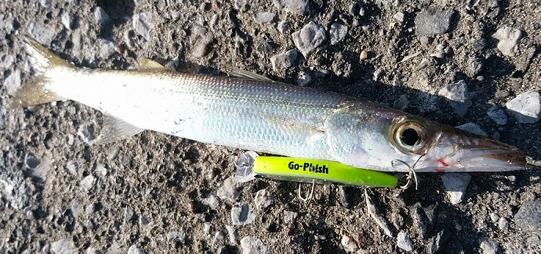 魚のアップ写真