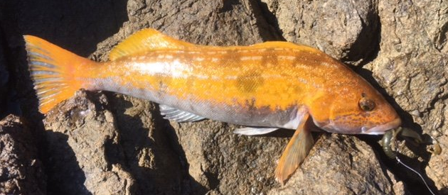 魚のアップ写真