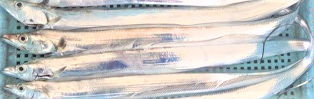 魚のアップ写真