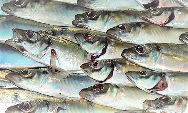 魚のアップ写真