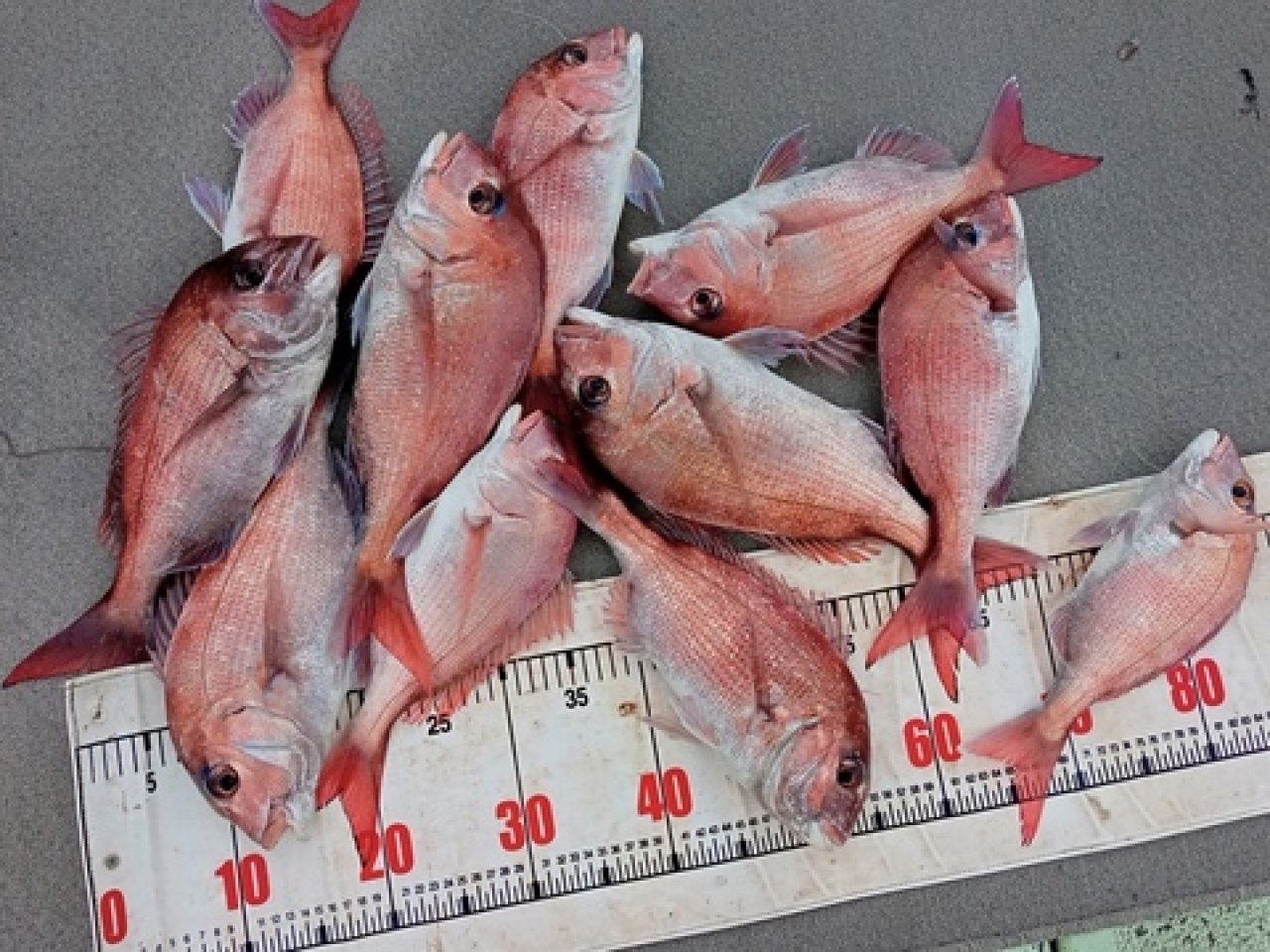 【釣果速報】和歌山県海斗丸で43cmの良型マダイをゲット!ヒット多数な今がチャンス!