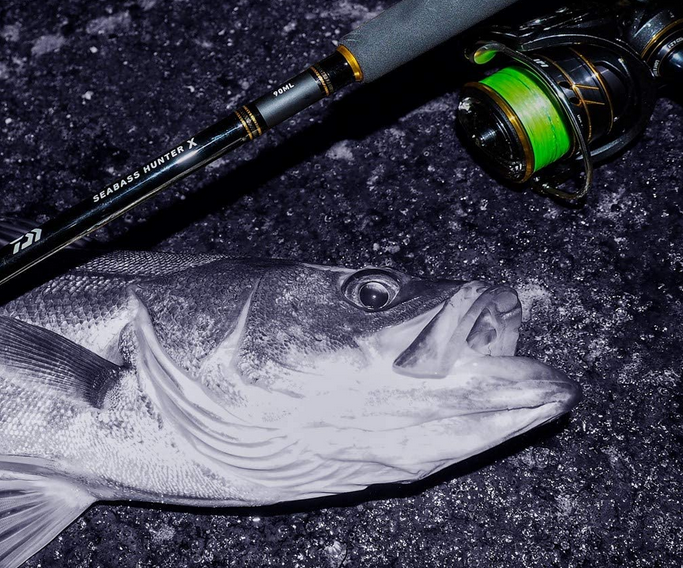 魚のアップ写真