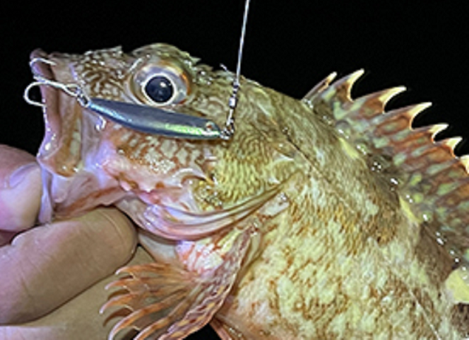 魚とルアーのアップ写真