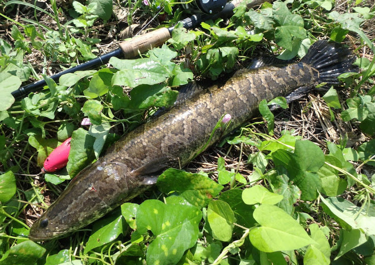 魚のアップ写真