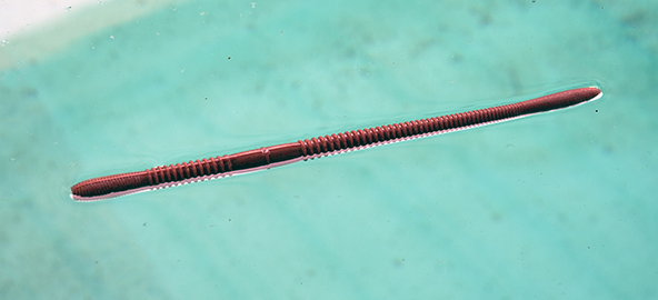 ワームのアップ写真