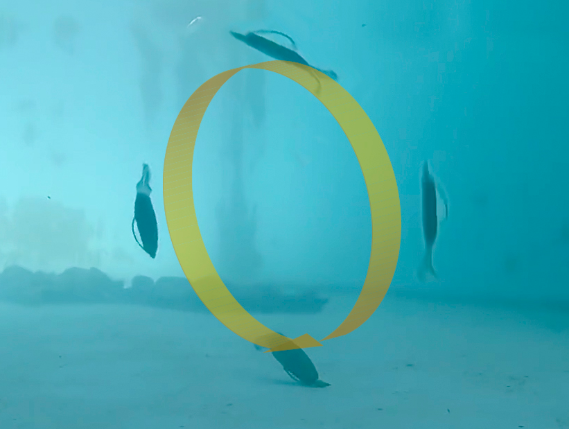 ワームのアップ写真