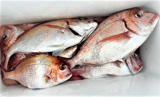 魚のアップ写真