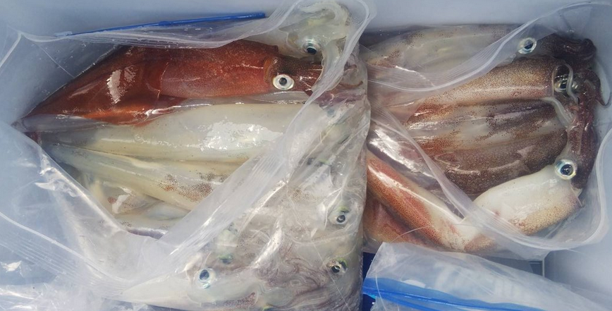 魚のアップ写真