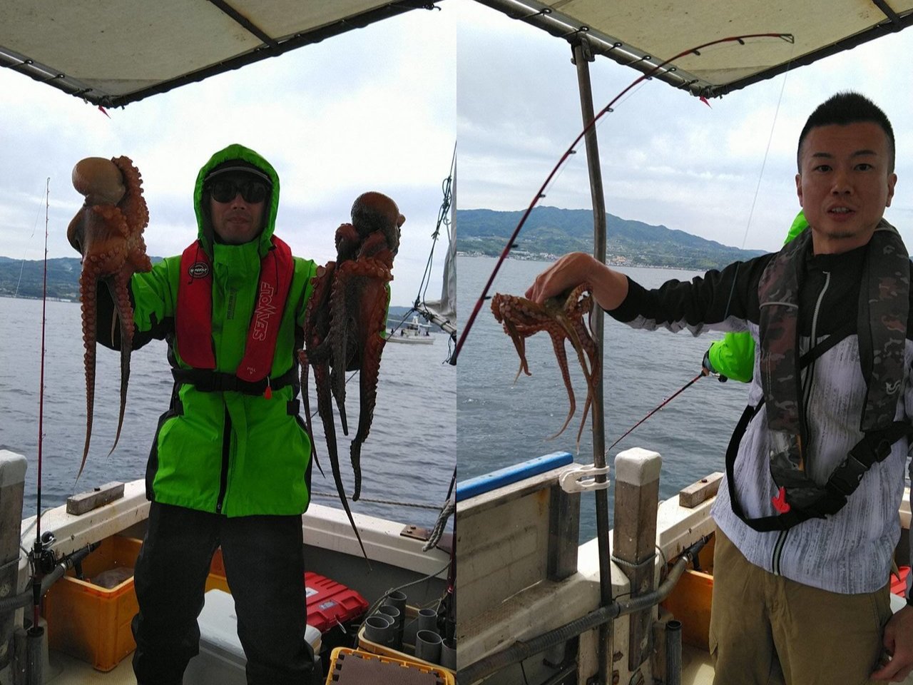 【釣果速報】兵庫県釣り船 福三郎でダイナミックな2.4kgマダコをキャッチ!好調な今、良型を狙いに行こう!