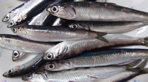 魚のアップ写真