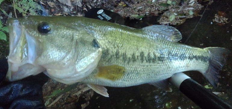 魚のアップ写真