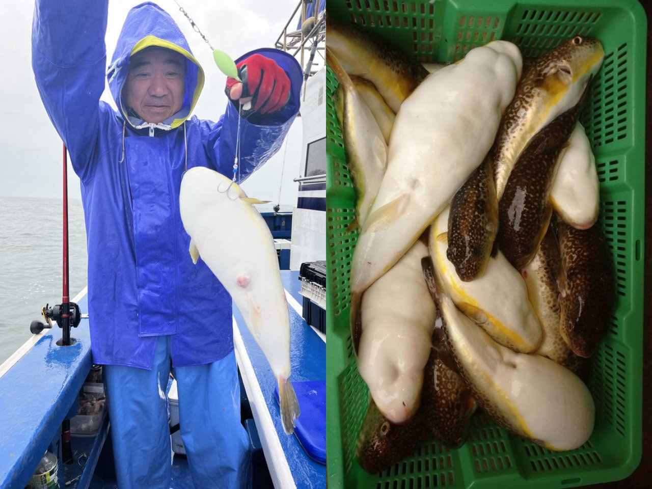 【釣果速報】千葉県隆正丸でショウサイフグが絶好調!40cmのジャンボサイズも上がってます!