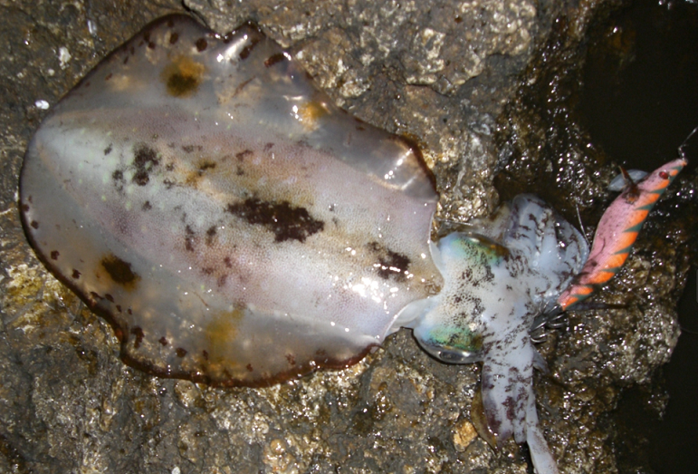 イカとエギのアップ写真