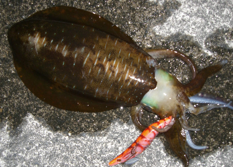 イカとエギのアップ写真