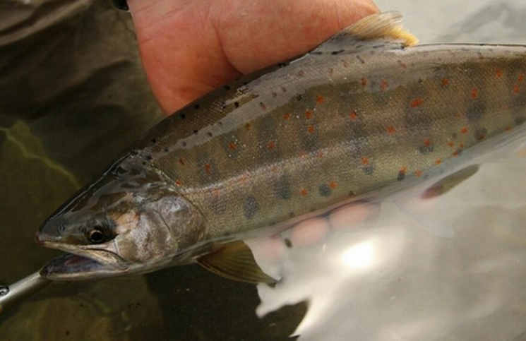 魚のアップ写真