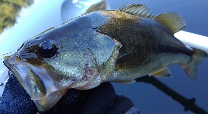 魚のアップ写真