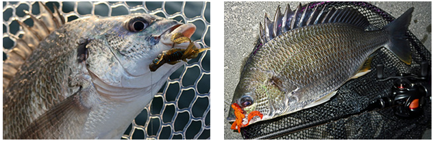 魚とワームのアップ写真