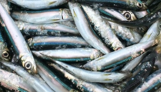 魚のアップ写真