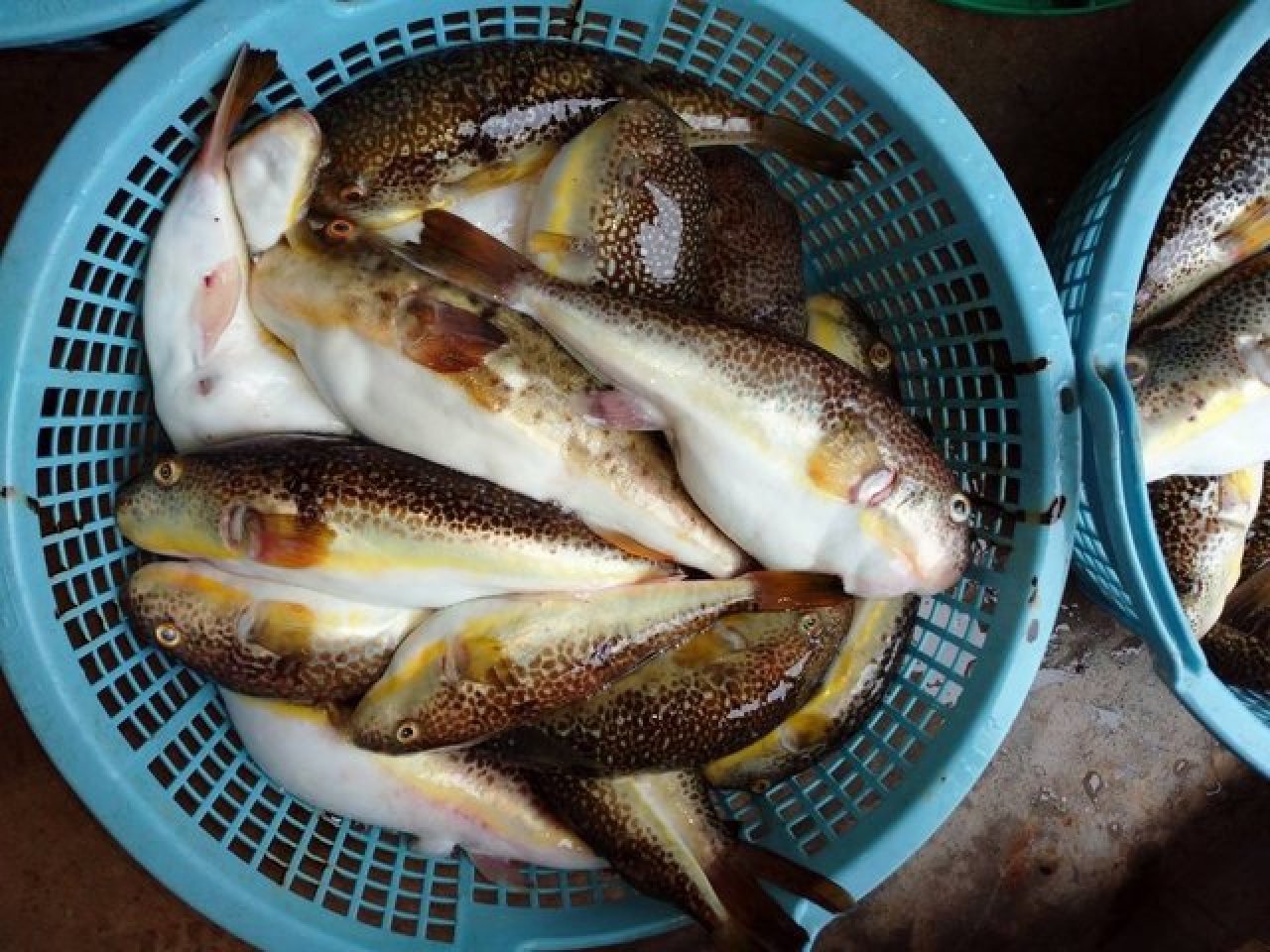 【釣果速報】千葉県隆正丸でショウサイフグの調子上向き！最大40cmとサイズも良好！今後の釣行も期待大！