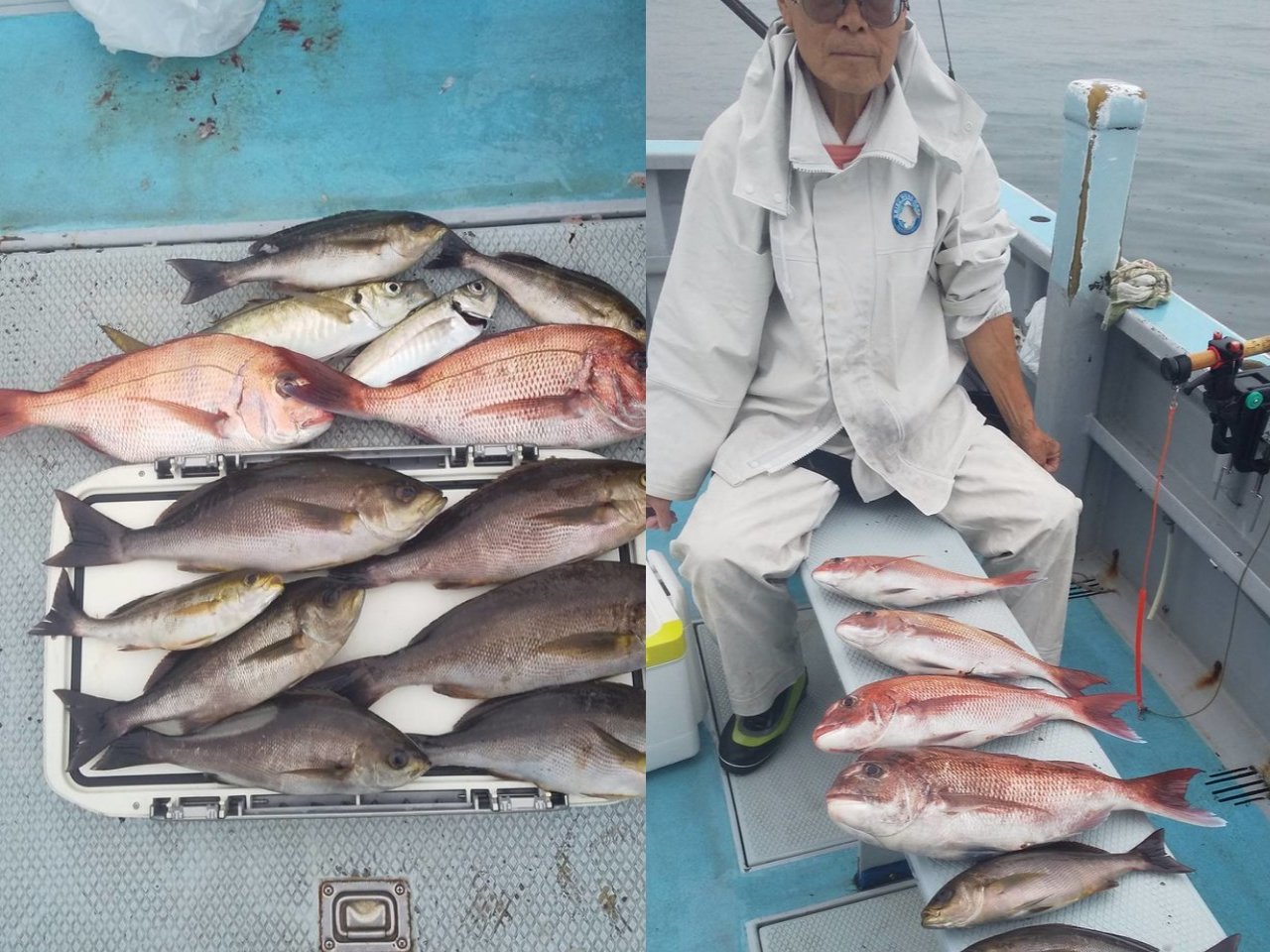 【釣果速報】マダイにイサキ！神奈川県浅吉丸に乗るとクーラーボックスが高級魚の宝石箱になるぞ！