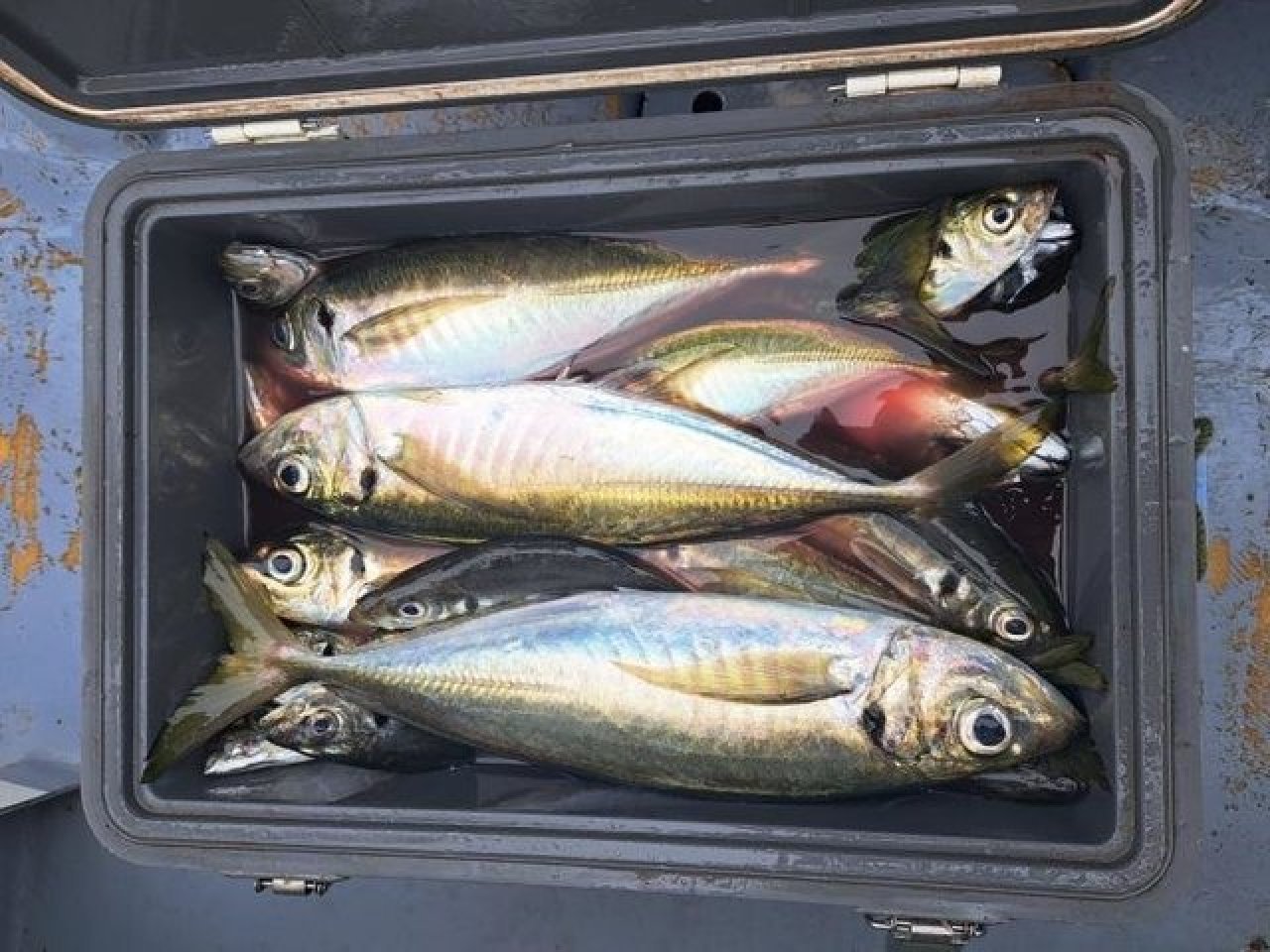 【釣果速報】神奈川県政美丸でアジ・アマダイ・カサゴ・マトウダイ・イトヨリなど豪華魚種揃う!一度の釣行でいろんな魚種に出会えるチャンス!