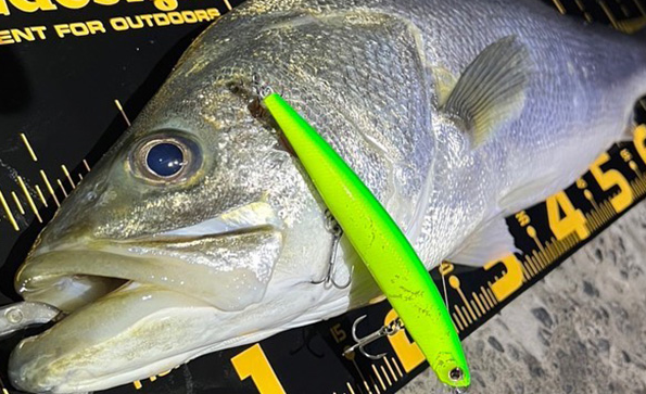 魚とルアーのアップ写真