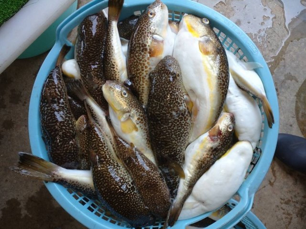 【釣果速報】千葉県隆正丸でショウサイフグが絶好調!38cmのジャンボサイズも上がってます!