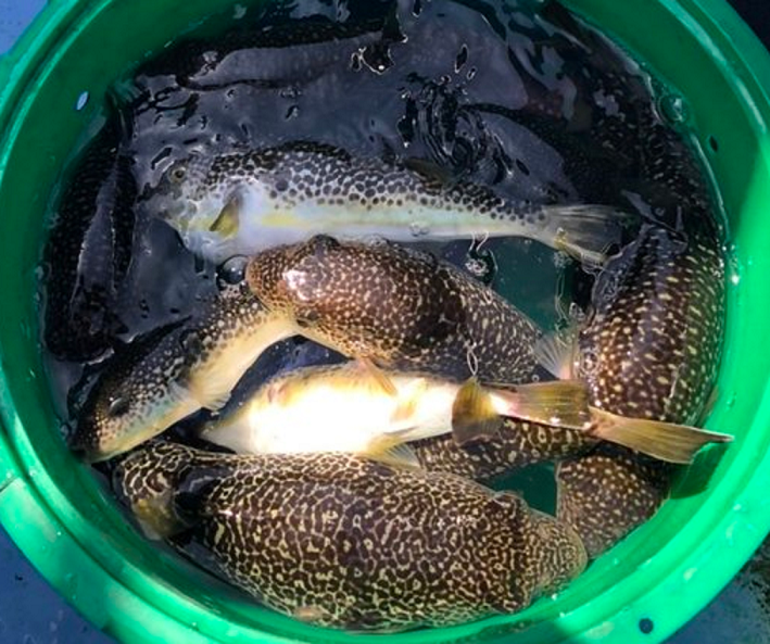 魚のアップ写真