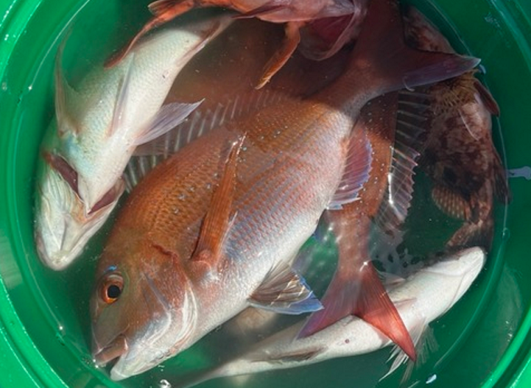 魚のアップ写真