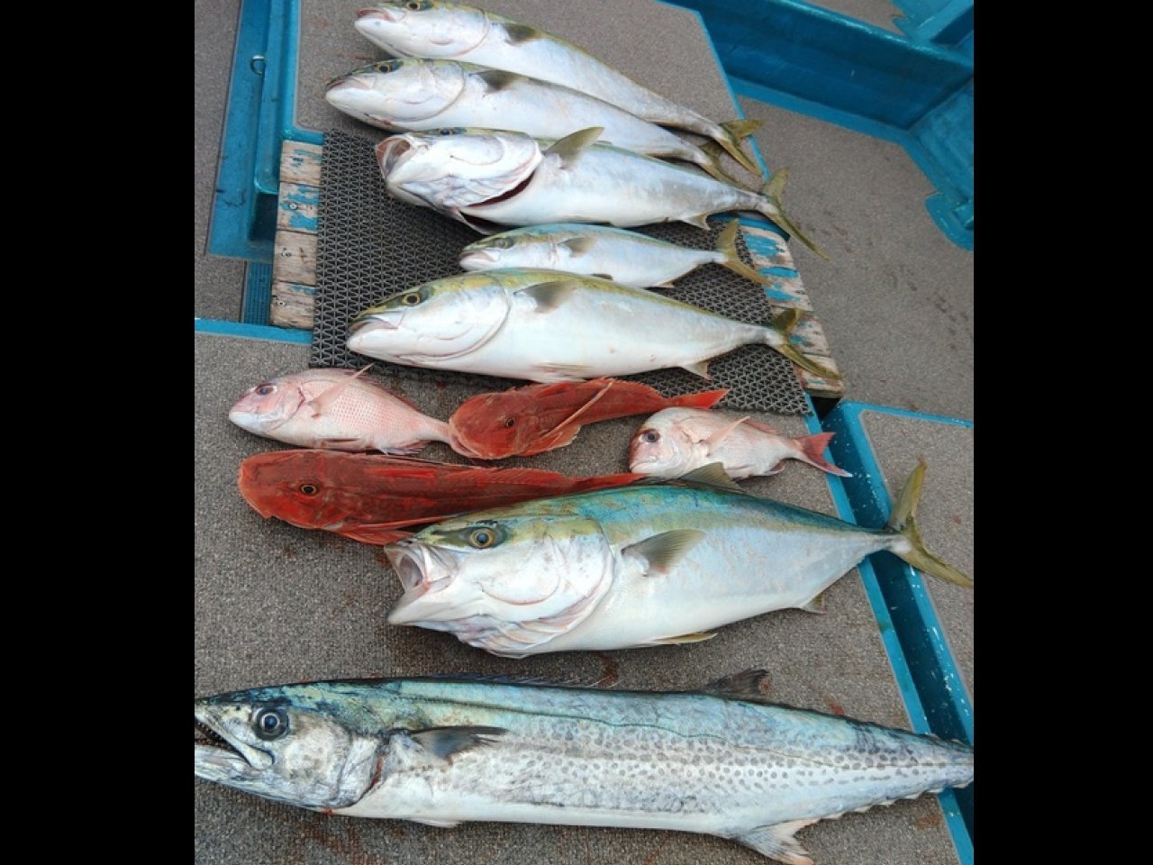 【釣果速報】和歌山県heyheyshipでブリ&メジロ好調!ブリは迫力の83cm!この夏、大人気の大型青物を自分の手で釣り上げよう!