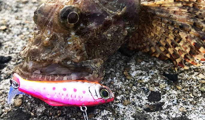 魚とルアーのアップ写真