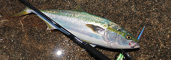 魚とロッドのアップ写真