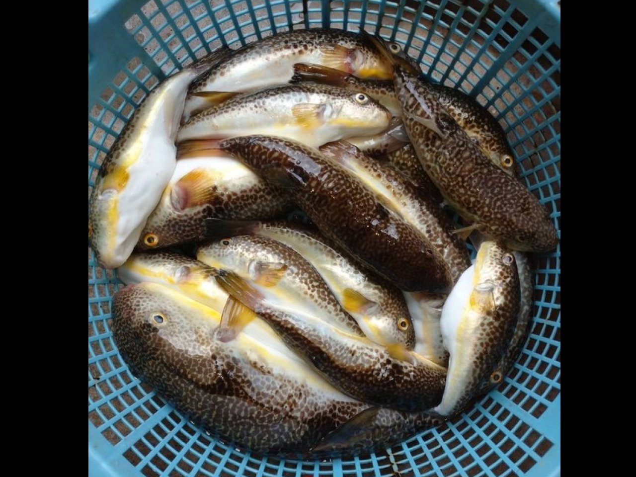 【釣果速報】千葉県隆正丸でショウサイフグ好調！38cmのジャンボ級もキャッチ！船長のアドバイスも必見です！