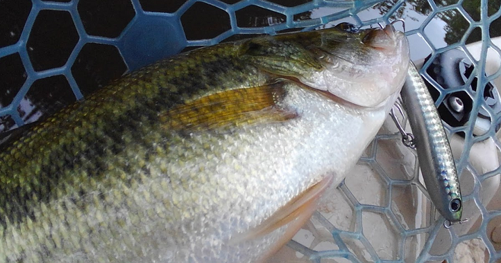 魚とルアーのアップ写真