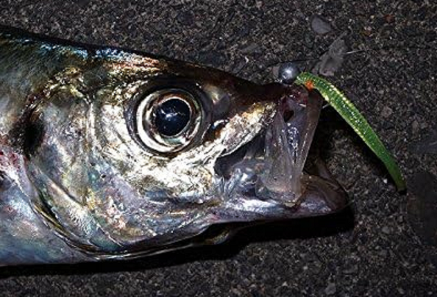 魚とルアーのアップ写真