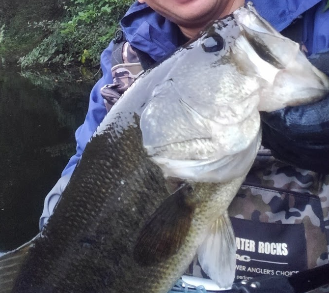 魚のアップ写真