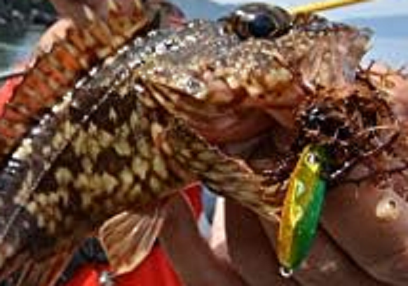 魚とルアーのアップ写真