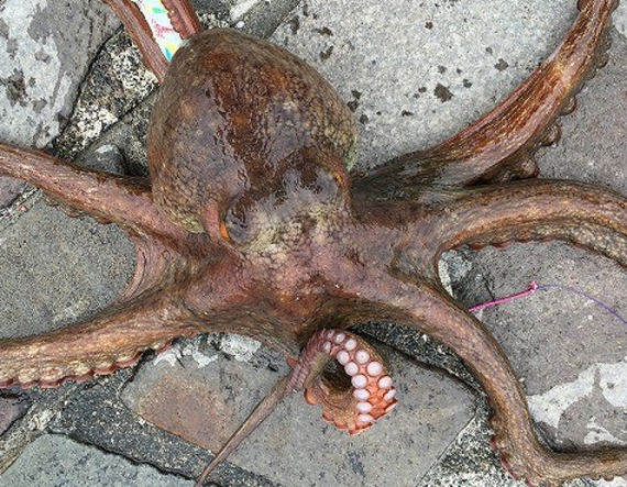 タコのアップ写真