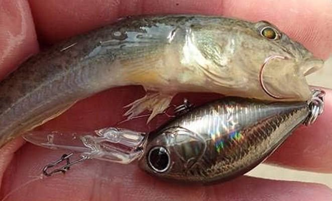 魚とルアーのアップ写真