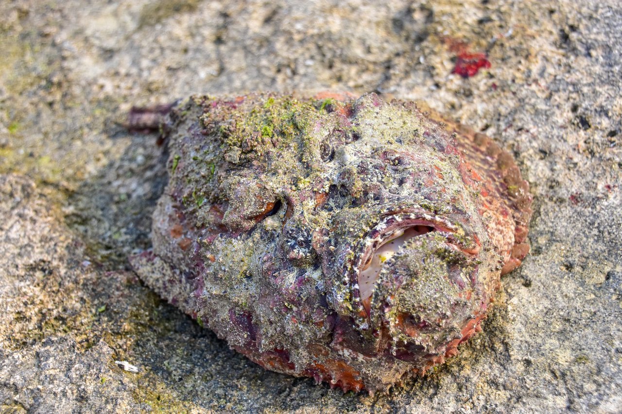 オニダルマオコゼの画像