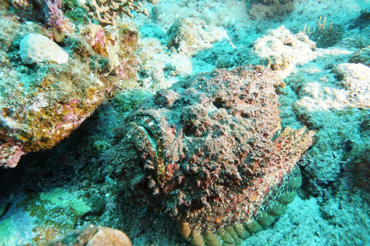 オニダルマオコゼの画像