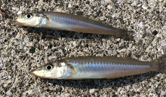 魚のアップ写真