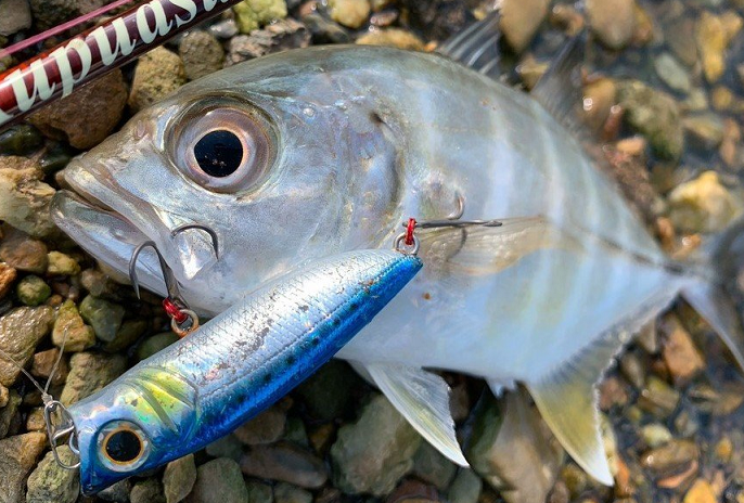 魚とルアーのアップ写真