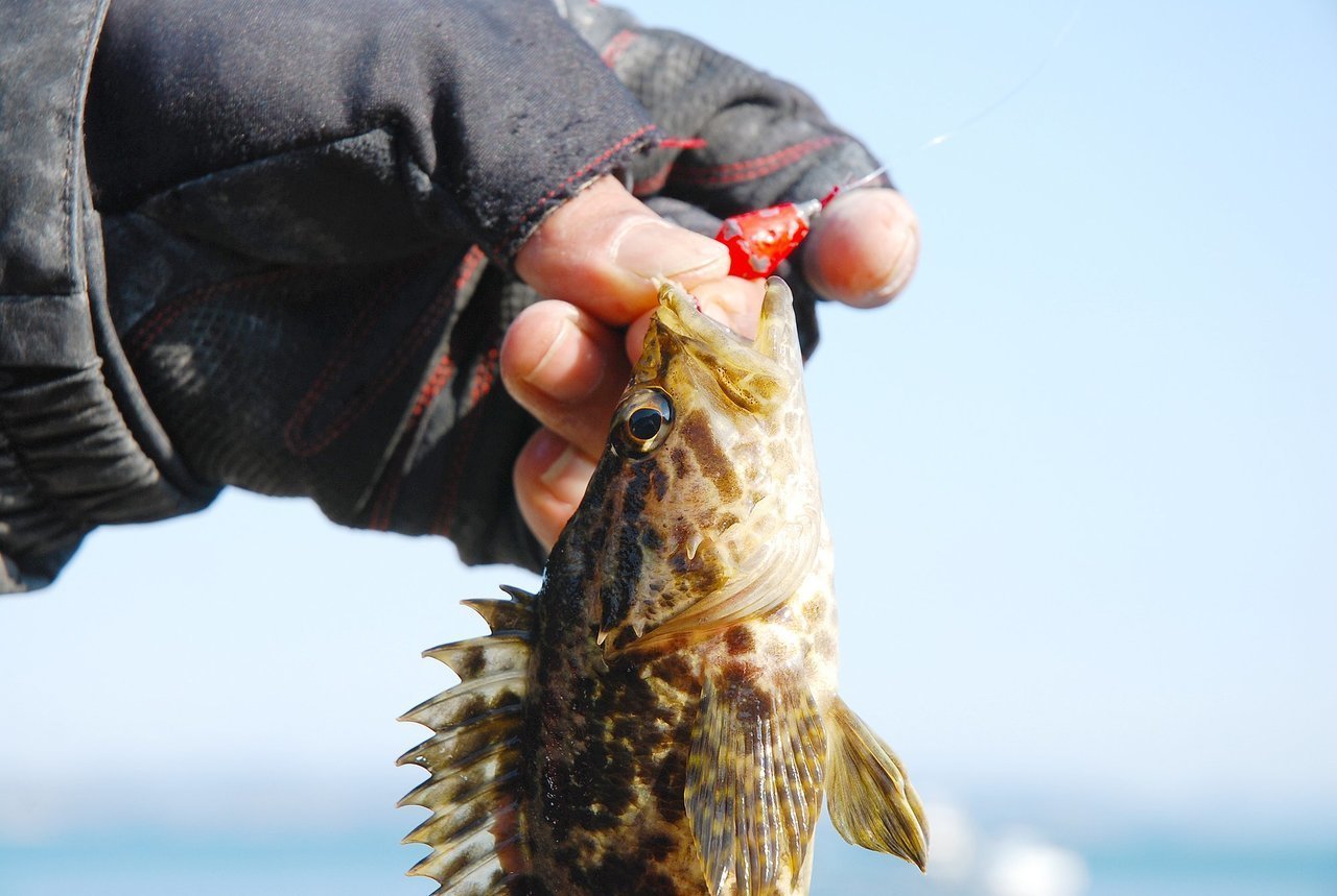 フィッシンググローブと魚の画像