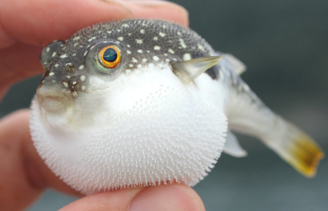 魚のアップ写真