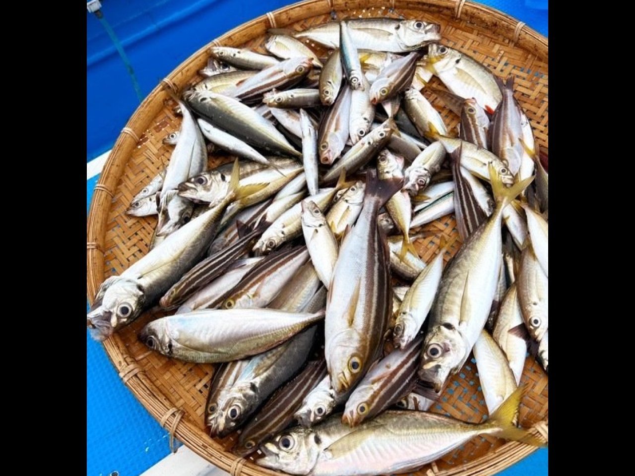 【釣果速報】神奈川県船宿 秋田屋でアジ・アマダイ・イサキなど人気魚種一気獲り！短期集中戦でこんなにGET！