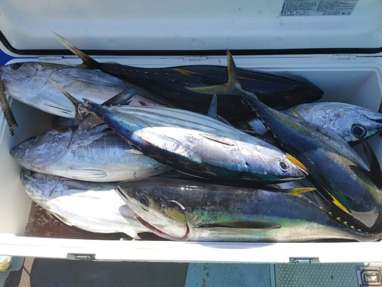 【釣果速報】神奈川県長助丸でクーラーがカツオで満タンに!美味しい3kgサイズで思わずにんまり!今スグの乗船がベスト!