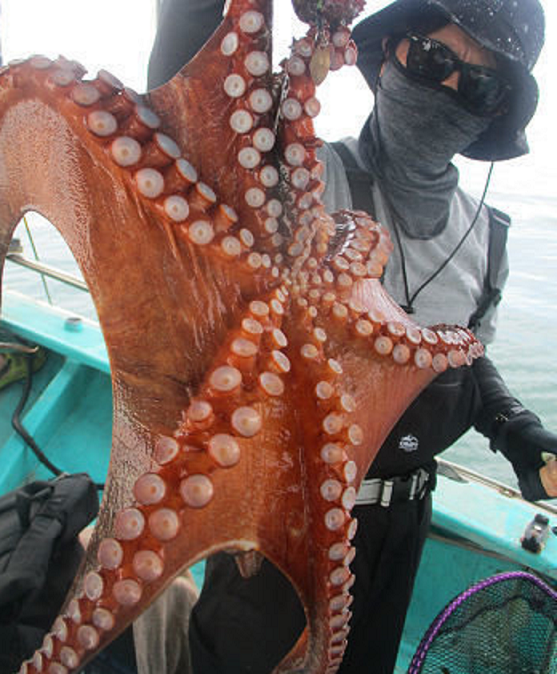 魚のアップ写真