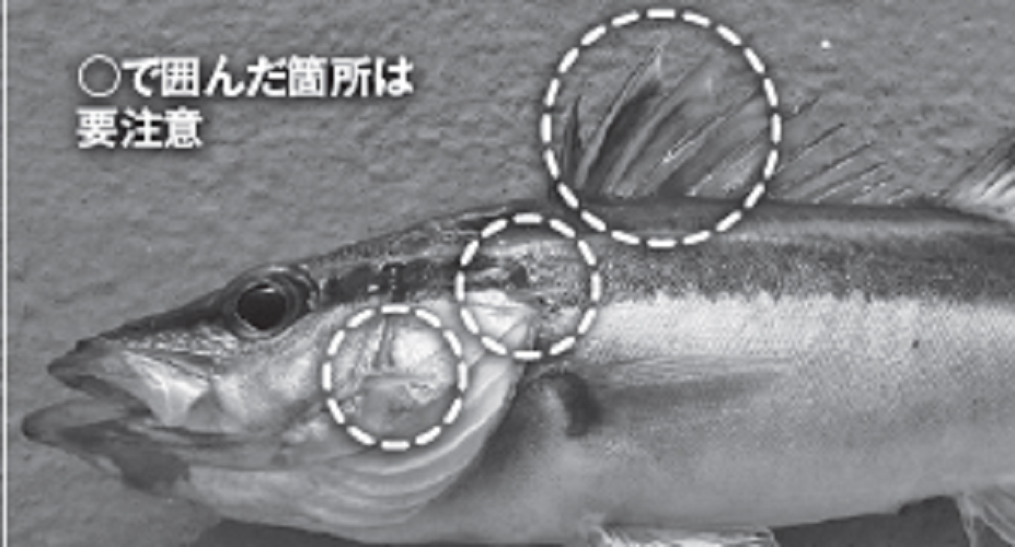 魚の写真